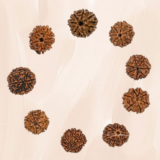 7 Mukhi Rudraksha With Cap - Needs You